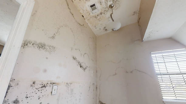 Best Black Mold Removal  in Springboro, OH