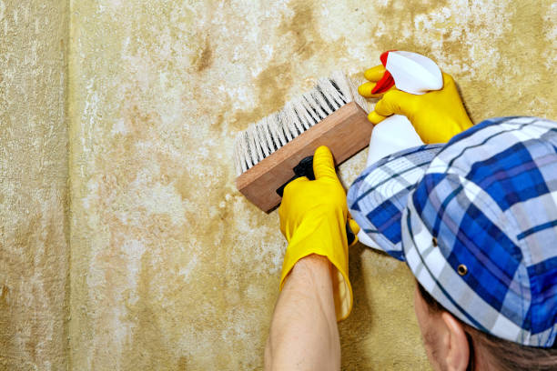 Best Basement Mold Removal  in Springboro, OH