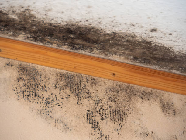 Mold Remediation for Vacation Homes in Springboro, OH