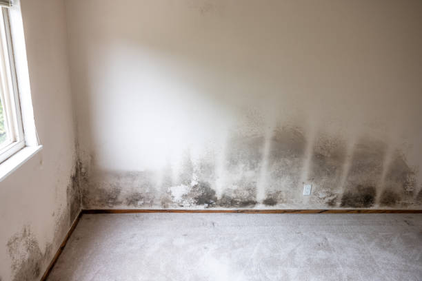  Springboro, OH Mold Removal Pros