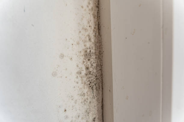 Trusted Springboro, OH Mold Removal Experts